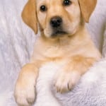 coupon-image